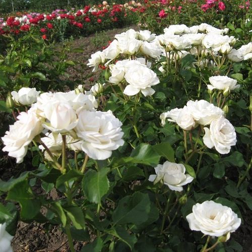 Biela až bledoružová - Stromkové ruže,  kvety kvitnú v skupinkáchstromková ruža s kríkovitou tvarou koruny